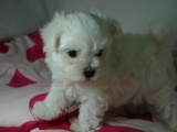 teacup maltese